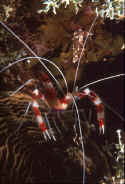 shrimps are arthropds with exoskeletons