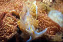 a yellow Nudibranch - member of the crustacean family