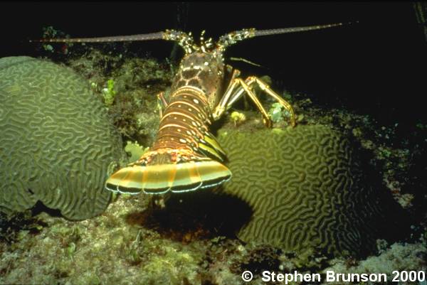 Because the zoological classification has little to do with the size or habitat, common names are hard to reconcile with scientific ones. The spiny lobsters, which do not have large crushing claws, are placed in the section <i>Palinura</i>. The lobsters in the narrow sense <i>(Homarus and Nephrops)</i> are placed in the section <i>Astacura</i>, together with the crayfishes and mud shrimp.