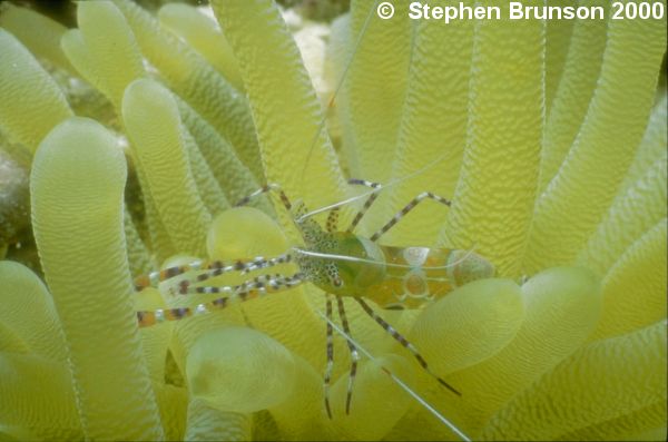 Reproduction is primarily sexual in crustaceans; the only kind of asexual reproduction is parthenogenesis, (development from unfertilized eggs), but this is rare.  Usually the sexes are separate; some parasites and most barnacles, however, which have difficulty obtaining mates, are simultaneous hermaphrodites (that is, male and female at the same time). This increases the number of possible partners and may allow self-fertilization as a last resort.  A number of crustaceans also switch sex as they get older.  Many crustaceans exhibit elaborate courtship behaviours, and the males may fight for the chance to mate.