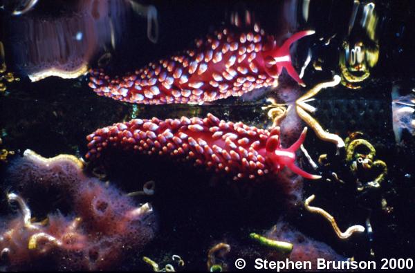 The majority of individual animals in the world are marine crustaceans of the order Copepoda.  Crustaceans are also successful in fresh water; a few, such as wood lice, are also abundant in moist land environments.  Although most crustaceans are small, they have a wide range of body form and habits, and the class includes larger invertebrates such as lobsters up to 2 feet long and a spider crab with a leg span of 12 ft.