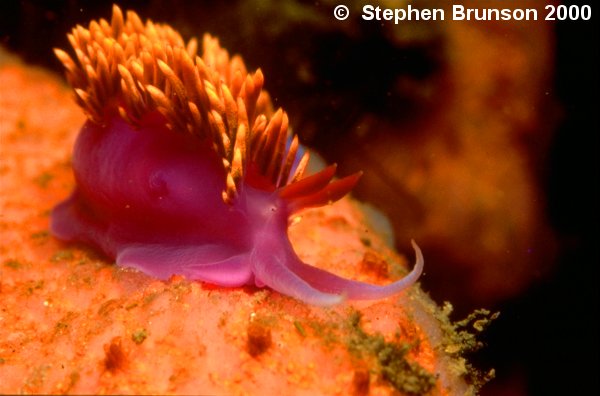 The majority of individual animals in the world are marine crustaceans of the order Copepoda.  Crustaceans are also successful in fresh water; a few, such as wood lice, are also abundant in moist land environments.  Although most crustaceans are small, they have a wide range of body form and habits, and the class includes larger invertebrates such as lobsters up to 2 feet long and a spider crab with a leg span of 12 ft.