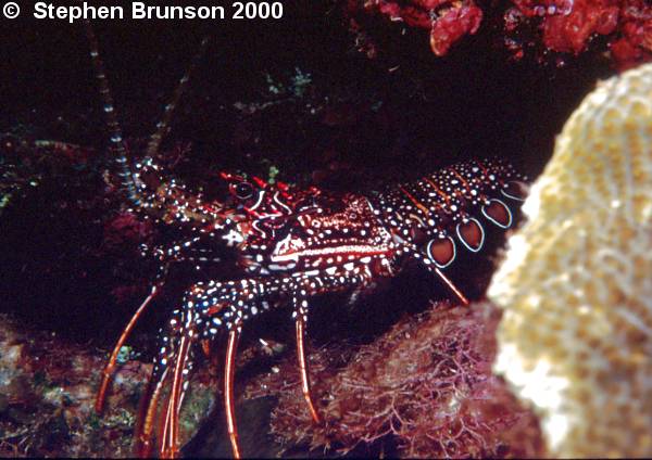 Because the zoological classification has little to do with the size or habitat, common names are hard to reconcile with scientific ones. The spiny lobsters, which do not have large crushing claws, are placed in the section <i>Palinura</i>. The lobsters in the narrow sense <i>(Homarus and Nephrops)</i> are placed in the section <i>Astacura</i>, together with the crayfishes and mud shrimp.