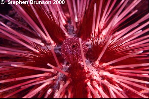  In the course of evolution the segments and other parts of the body have become specialized. The limbs, used in respiration, swimming, crawling, and feeding, may be highly modified as jaws, reproductive organs, and other structures, or may be simplified or lost.