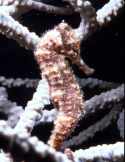 Seahorses are aquadic arthropods with exoskeletons - crustaceans
