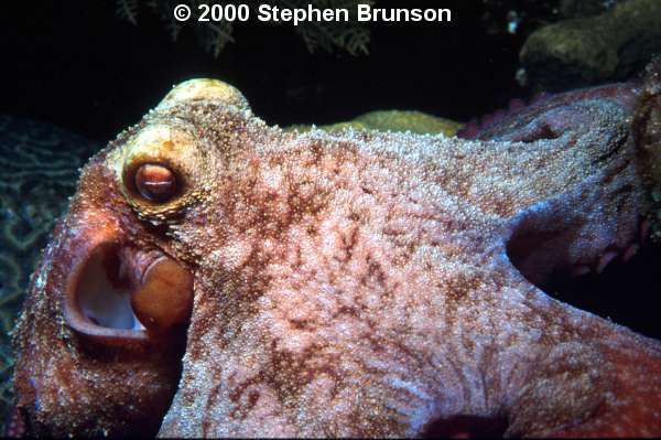 The majority of individual animals in the world are marine crustaceans of the order Copepoda.  Crustaceans are also successful in fresh water; a few, such as wood lice, are also abundant in moist land environments. Although most crustaceans are small, they have a wide range of body form and habits, and the class includes larger invertebrates such as lobsters up to 2 feet long and a spider crab with a leg span of 12 ft.