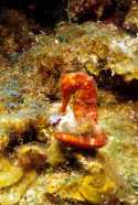 Male seahorses care for and carry their young as they are developing