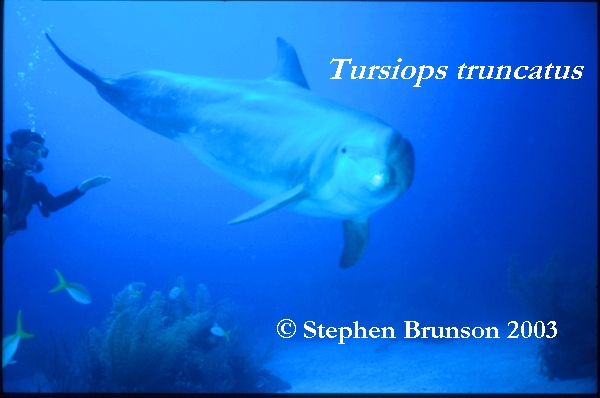 Dolphins communicate by means of high-pitched whistles and clicks which create sound waves. The sound waves travel through the water and bounce off solid objects, causing an echo. By using this kind of echolocation, a dolphin can interpret a detailed 