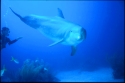 The playful Bottlenose Dolphin: Tursiops truncatus, is found in coastal waters around the world and is one of the best-known and most loved marine mammals - Tursiops truncatus