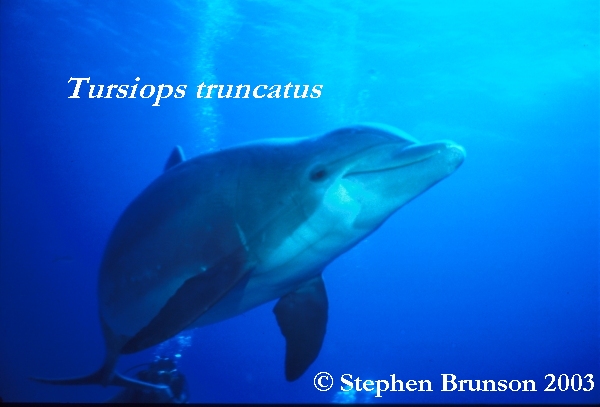 Dolphins communicate by means of high-pitched whistles and clicks which create sound waves. The sound waves travel through the water and bounce off solid objects, causing an echo. By using this kind of echolocation, a dolphin can interpret a detailed 