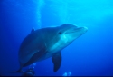 Dolphins communicate by means of high-pitched whistles and clicks which create sound waves - Tursiops truncatus
