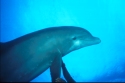 The playful Bottlenose Dolphin: Tursiops truncatus, is found in coastal waters around the world and is one of the best-known and most loved marine mammals - Tursiops truncatus