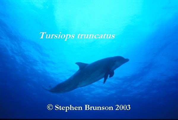 Dolphins communicate by means of high-pitched whistles and clicks which create sound waves. The sound waves travel through the water and bounce off solid objects, causing an echo. By using this kind of echolocation, a dolphin can interpret a detailed 