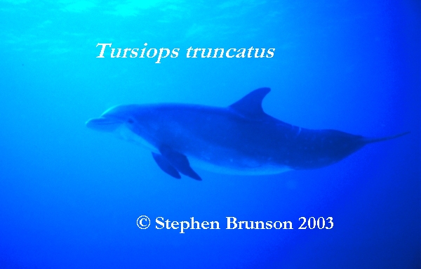 Dolphins communicate by means of high-pitched whistles and clicks which create sound waves. The sound waves travel through the water and bounce off solid objects, causing an echo. By using this kind of echolocation, a dolphin can interpret a detailed 