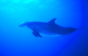 By using echolocation, a dolphin can interpret a detailed picture of its environment, from which it is able to quickly identify the direction, size, and distance of prey - Tursiops truncatus