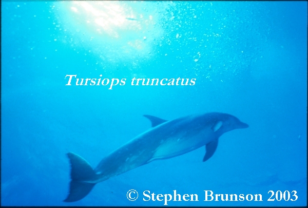 Dolphins communicate by means of high-pitched whistles and clicks which create sound waves. The sound waves travel through the water and bounce off solid objects, causing an echo. By using this kind of echolocation, a dolphin can interpret a detailed 