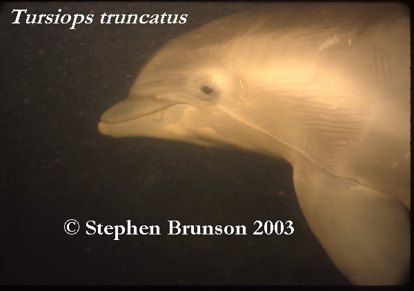 Dolphins communicate by means of high-pitched whistles and clicks which create sound waves. The sound waves travel through the water and bounce off solid objects, causing an echo. By using this kind of echolocation, a dolphin can interpret a detailed 