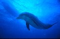 Dolphins weigh 330 - 440 lbs - Tursiops truncatus