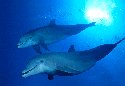 underwater photography of Dolphins - Tursiops truncatus
