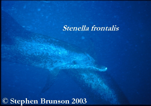 Dolphins communicate by means of high-pitched whistles and clicks which create sound waves. The sound waves travel through the water and bounce off solid objects, causing an echo. By using this kind of echolocation, a dolphin can interpret a detailed 