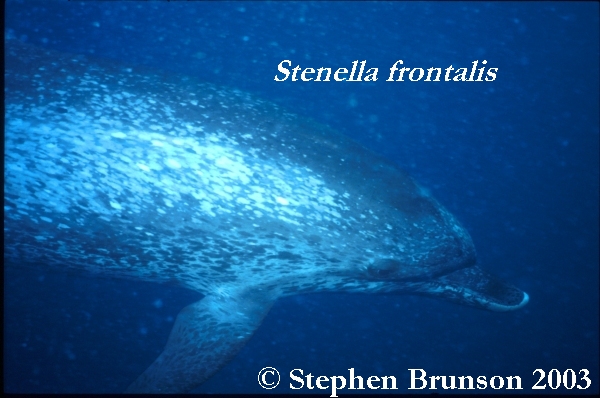 Dolphins communicate by means of high-pitched whistles and clicks which create sound waves. The sound waves travel through the water and bounce off solid objects, causing an echo. By using this kind of echolocation, a dolphin can interpret a detailed 