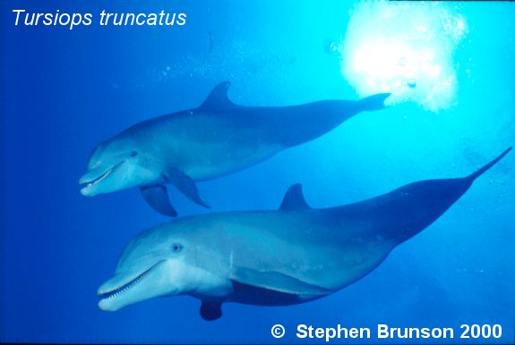 Dolphins communicate by means of high-pitched whistles and clicks which create sound waves. The sound waves travel through the water and bounce off solid objects, causing an echo. By using this kind of echolocation, a dolphin can interpret a detailed 