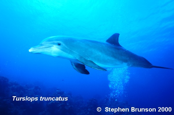 Dolphins communicate by means of high-pitched whistles and clicks which create sound waves. The sound waves travel through the water and bounce off solid objects, causing an echo. By using this kind of echolocation, a dolphin can interpret a detailed 