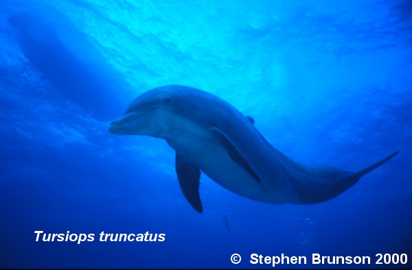 Dolphins communicate by means of high-pitched whistles and clicks which create sound waves. The sound waves travel through the water and bounce off solid objects, causing an echo. By using this kind of echolocation, a dolphin can interpret a detailed 