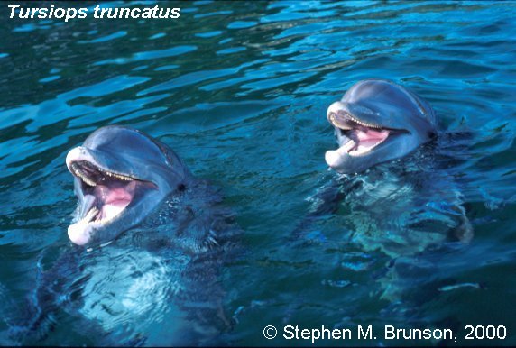 Dolphins communicate by means of high-pitched whistles and clicks which create sound waves. The sound waves travel through the water and bounce off solid objects, causing an echo. By using this kind of echolocation, a dolphin can interpret a detailed 