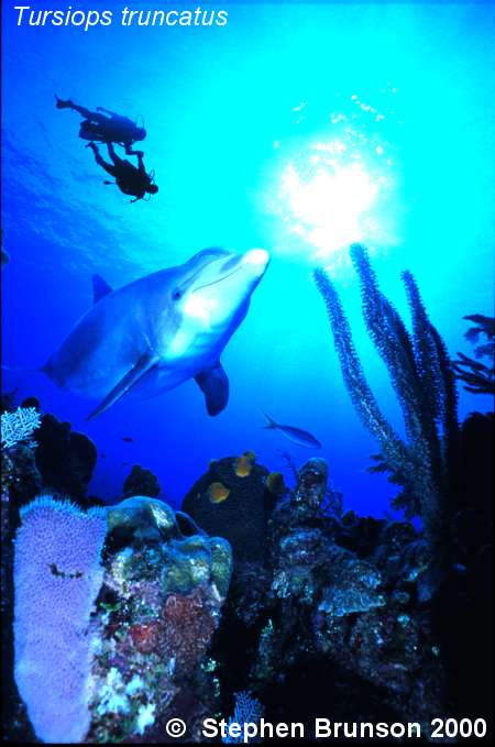 Herbivorous fish, such as the colorful butterfly fish, as well as sea urchins, sea cucumbers, brittle stars, and numerous species of mollusks, feed on algae. Hiding in the numerous caves and crevices of a reef are predatory animals, cush as small crabs, wrasses, moray eels, and sharks. The numerous microhabitats and the productivity of the reefs support a great diversity of fishes.