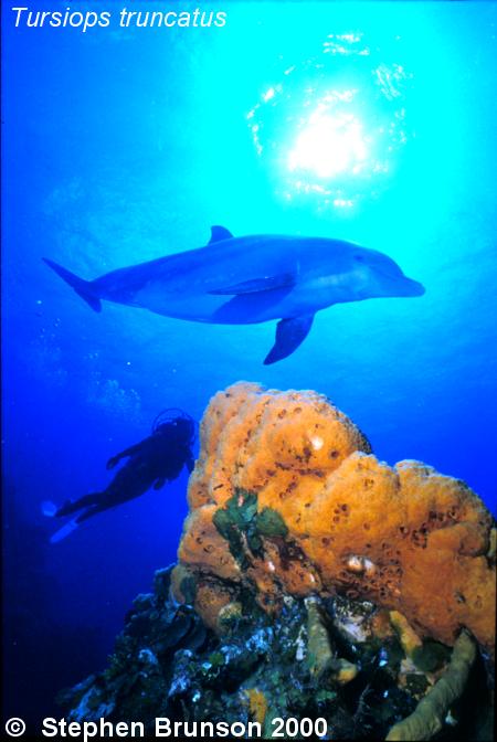 Dolphins communicate by means of high-pitched whistles and clicks which create sound waves. The sound waves travel through the water and bounce off solid objects, causing an echo. By using this kind of echolocation, a dolphin can interpret a detailed 