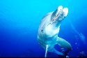 Dolphins can live up to 50 years - Tursiops truncatus