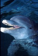 There are about 40 species of Dolphin and their close relative, the Porpoise - Tursiops truncatus