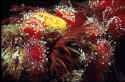 Notice the lemon yellow nudibranch next to the strawberry anemones. This picture was taken in the Chanel Islands off California, where small and large anemones flourish in many different colors