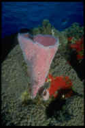 I photographed this picture in Cozumel, part of the second largest great barrier reef in the world. This is an Azure Vase Coral, which is very common in the Caribbean, and Cozumel