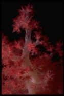 I photographed this picture in Fiji, the soft coral capital of the world. I took this one with a 1:1 macro extension tube, at night, with opposing strobes. At night the tentacles extend from the cup, seize animal plankton that wash against them, and carry the food to the mouth. Stinging cells, or nematocysts, on the tentacles can also paralyze prey