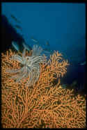 I photographed this picture in Palau, the seventh underwater wonder of the world. It is a giant orange seafan, with a black and white Crynoid on it, quite common in the south Pacific