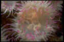 Hermit crabs sometimes allow anenomes to attach themselves to their shells, for protection