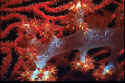 I photographed this picture in Fiji at night, at 1:1 macro, of soft coral with a red giant gorgonian in the background. 