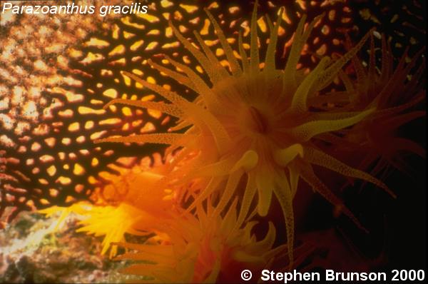 Anenomes are found in Warm tropical waters, such as the Caribbean and the Sea of Cortez in Mexico. They have Nematocysts, which are poisonous stinging cells which they use to paralyze small fish and other marine animals that make up their diet.