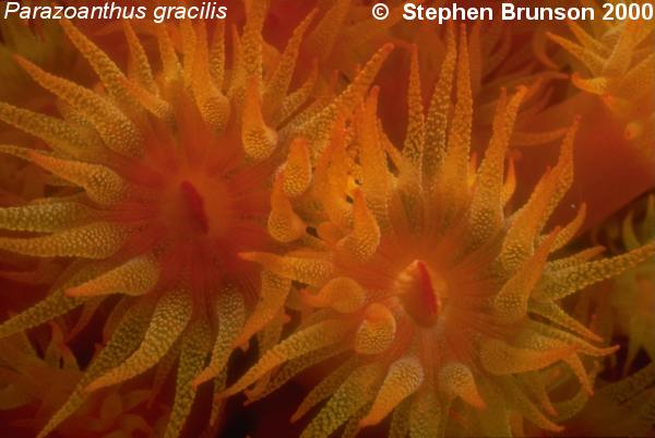 Anenomes are found in Warm tropical waters, such as the Caribbean and the Sea of Cortez in Mexico. They have Nematocysts, which are poisonous stinging cells which they use to paralyze small fish and other marine animals that make up their diet.