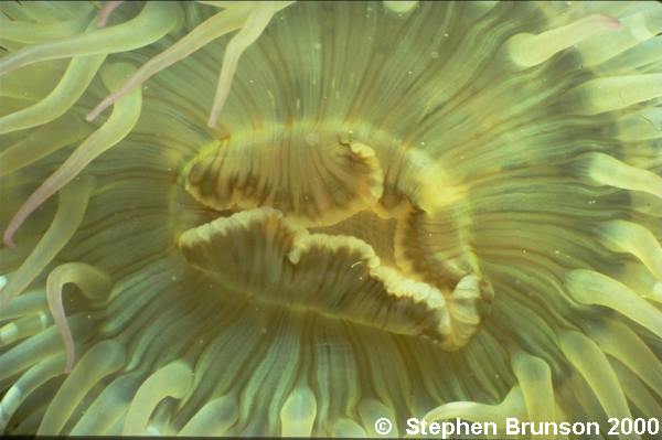 Anenomes are found in Warm tropical waters, such as the Caribbean and the Sea of Cortez in Mexico. They have Nematocysts, which are poisonous stinging cells which they use to paralyze small fish and other marine animals that make up their diet.