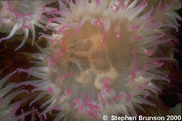 Anenomes are found in Warm tropical waters, such as the Caribbean and the Sea of Cortez in Mexico. They have Nematocysts, which are poisonous stinging cells which they use to paralyze small fish and other marine animals that make up their diet.