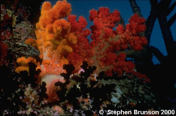 True corals secrete calcium carbonate from the bottom half of the stalk of the individual animal, or polyp, forming skeletal cups to which the polyps are anchored and into which they withdraw for protection.  In the flattened oral disc at the top of the stalk is an opening, edged with feathery tentacles and cilia, that is both mouth and anus.  At night the tentacles extend from the cup, seize animal plankton that wash against them, and carry the food to the mouth.  Stinging cells, or nematocysts, on the tentacles can also paralyze prey.