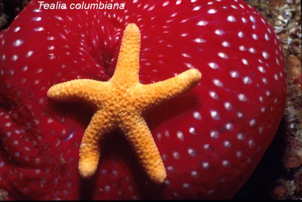 Anenomes are found in Warm tropical waters, such as the Caribbean and the Sea of Cortez in Mexico. They have Nematocysts, which are poisonous stinging cells which they use to paralyze small fish and other marine animals that make up their diet.