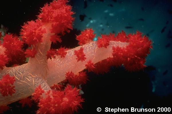 True corals secrete calcium carbonate from the bottom half of the stalk of the individual animal, or polyp, forming skeletal cups to which the polyps are anchored and into which they withdraw for protection.  In the flattened oral disc at the top of the stalk is an opening, edged with feathery tentacles and cilia, that is both mouth and anus.  At night the tentacles extend from the cup, seize animal plankton that wash against them, and carry the food to the mouth.  Stinging cells, or nematocysts, on the tentacles can also paralyze prey.