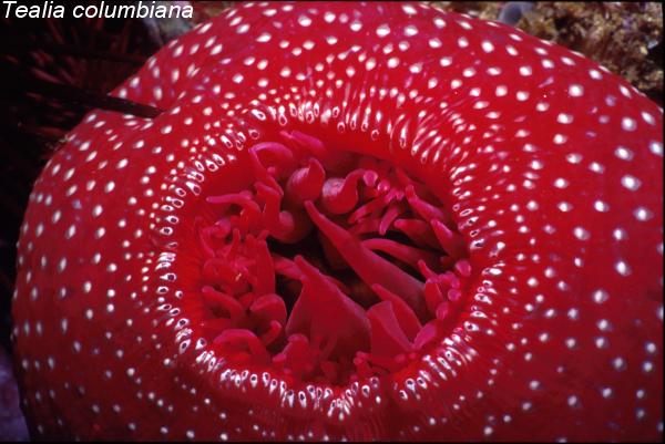 Anenomes are found in Warm tropical waters, such as the Caribbean and the Sea of Cortez in Mexico. They have Nematocysts, which are poisonous stinging cells which they use to paralyze small fish and other marine animals that make up their diet.