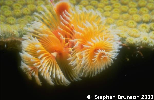 True corals secrete calcium carbonate from the bottom half of the stalk of the individual animal, or polyp, forming skeletal cups to which the polyps are anchored and into which they withdraw for protection.  In the flattened oral disc at the top of the stalk is an opening, edged with feathery tentacles and cilia, that is both mouth and anus.  At night the tentacles extend from the cup, seize animal plankton that wash against them, and carry the food to the mouth.  Stinging cells, or nematocysts, on the tentacles can also paralyze prey.