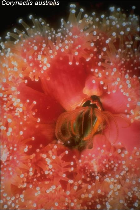 Anenomes are found in Warm tropical waters, such as the Caribbean and the Sea of Cortez in Mexico. They have Nematocysts, which are poisonous stinging cells which they use to paralyze small fish and other marine animals that make up their diet.