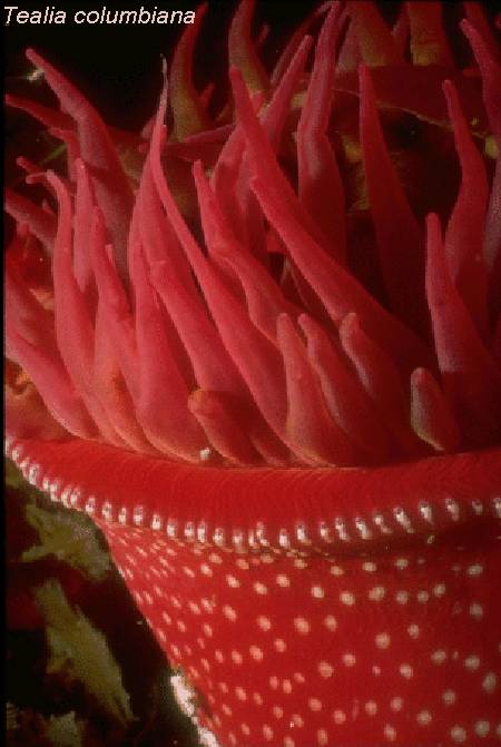 Anenomes are found in Warm tropical waters, such as the Caribbean and the Sea of Cortez in Mexico. They have Nematocysts, which are poisonous stinging cells which they use to paralyze small fish and other marine animals that make up their diet.